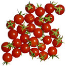 Tomatines