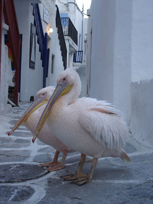 I Pellicani rosa di Mykonos
